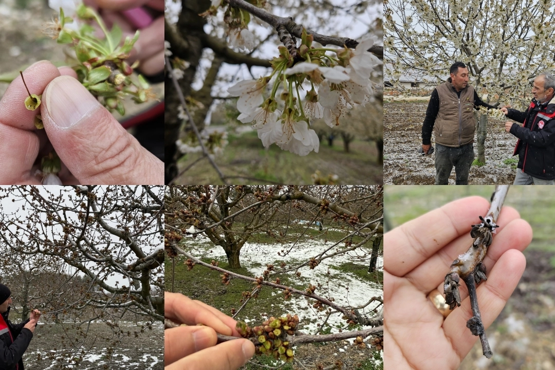 Bursa’da zirai don zararına karşı ekipler sahada