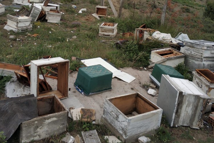 Bilecik’te şehir merkezinin hemen yanındaki arı kovanları ayılar tarafından parçalandı