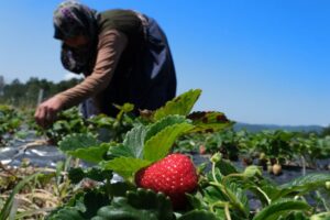 Sakarya’da 3 ayda 18 dönümden 20 tondan fazla organik çilek üretimi